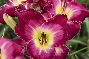 Hemerocallis 'Blood Sweat and Tears' New 2024